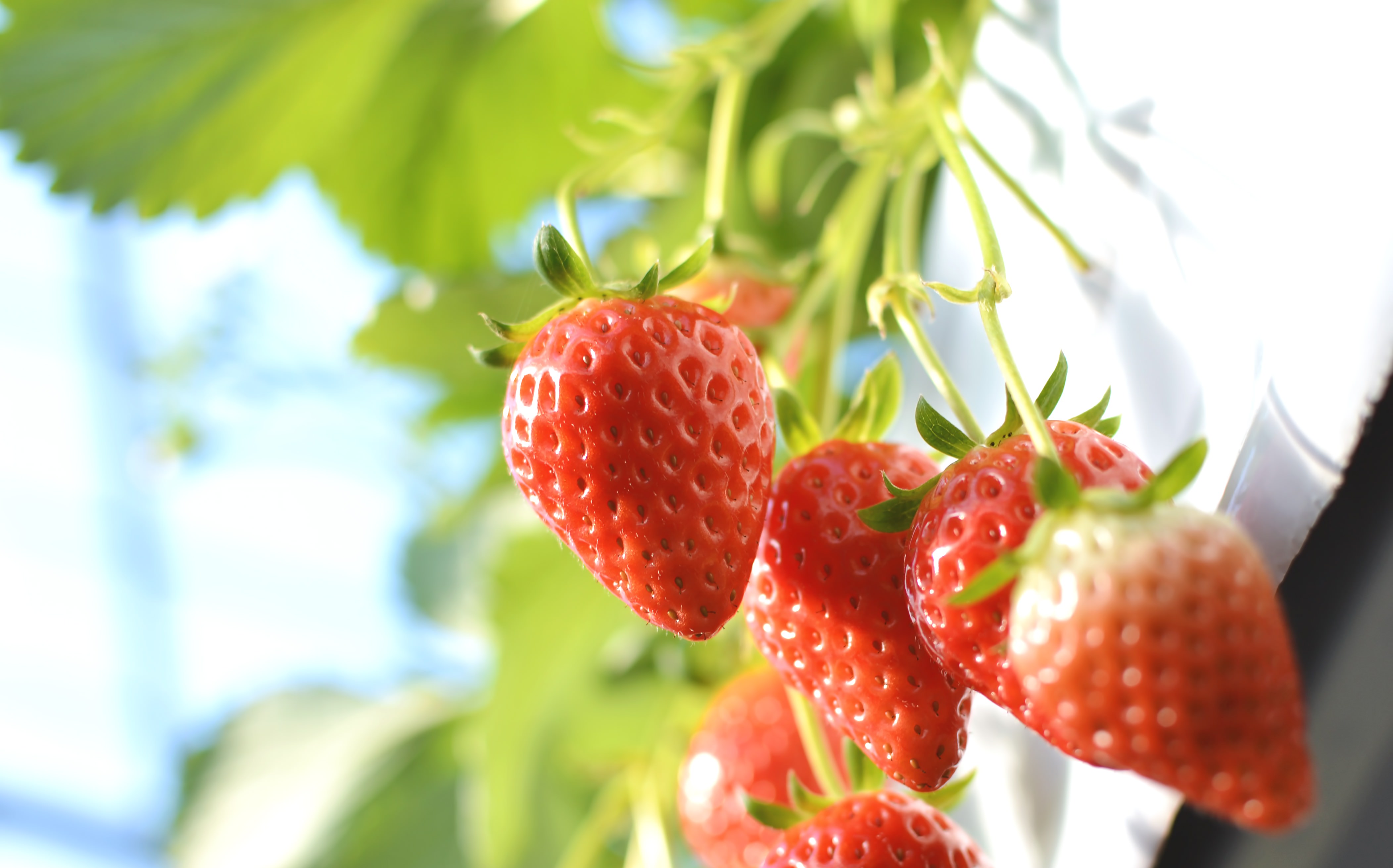 ナイトいちご狩り(２月～５月)